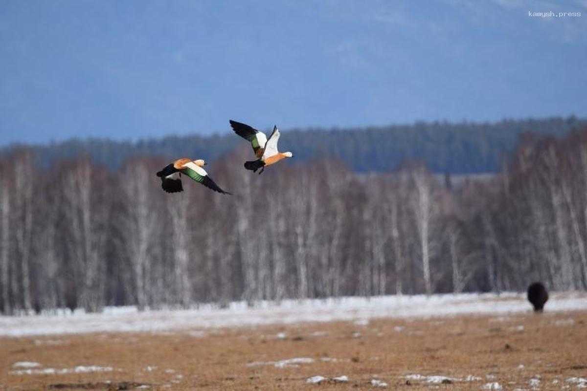 В Бурятию из тёплых мест прилетели огари