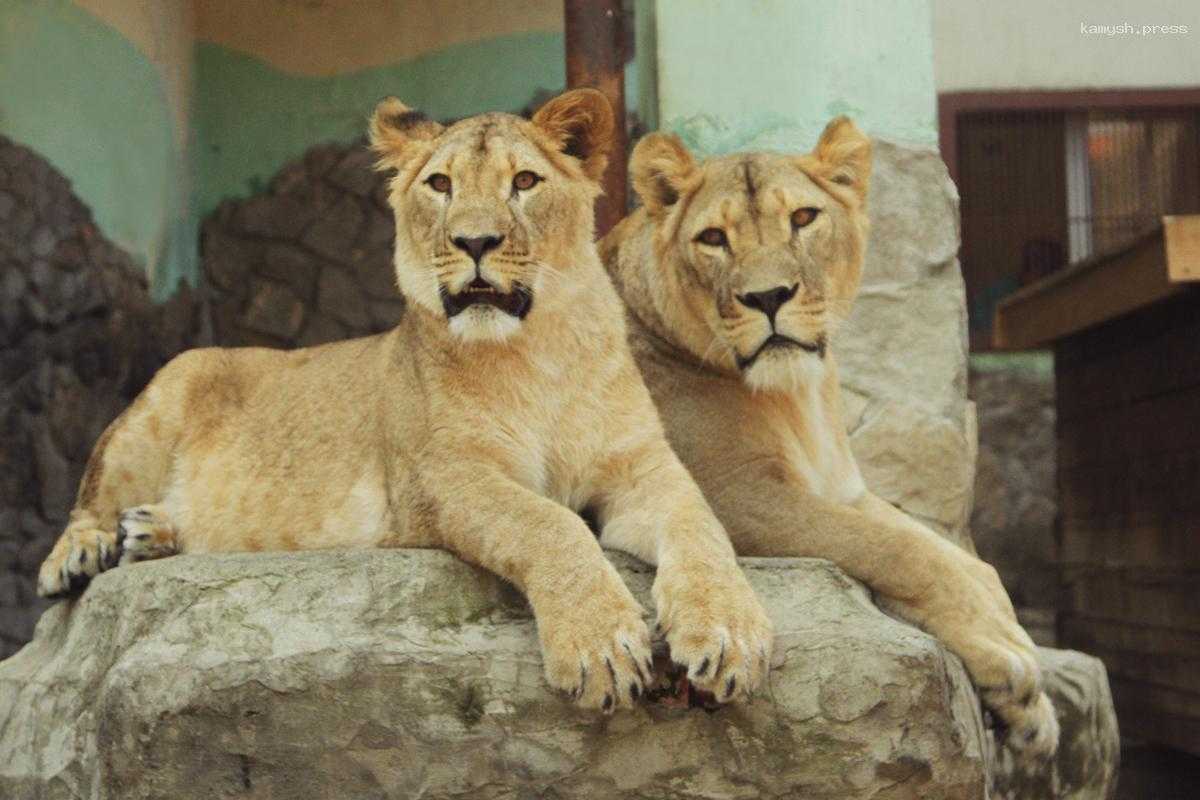 Екатеринбургский зоопарк был признан одним из лучших в России