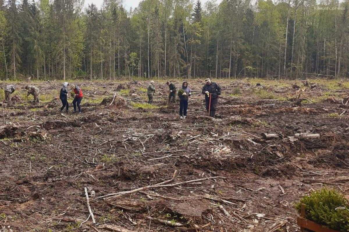 Смоленские лесоводы досрочно обновили лесные зоны области