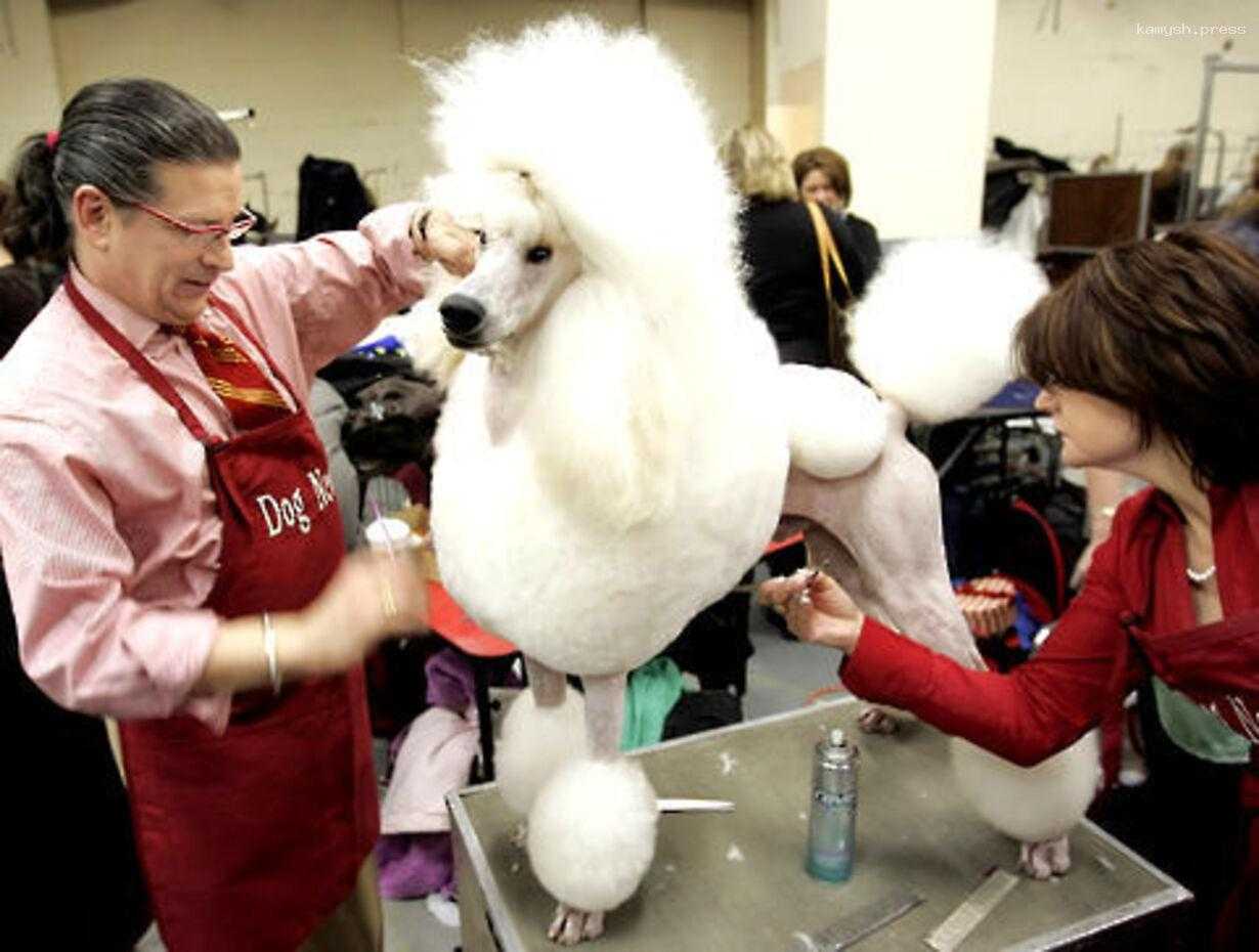 Пять ошибок начинающего грумера в уходе за домашним питомцем