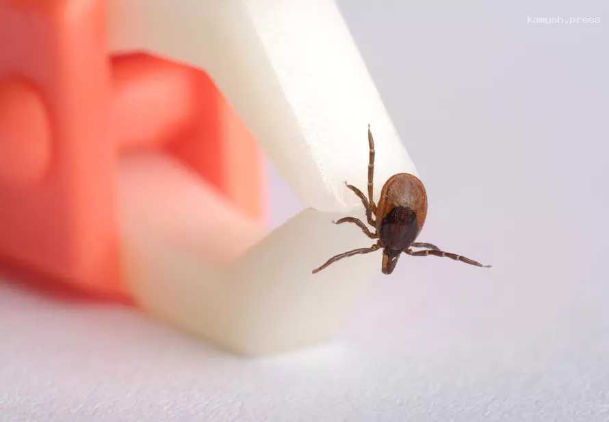 Эксперт рассказала, стоит ли прививаться от укусов клещей