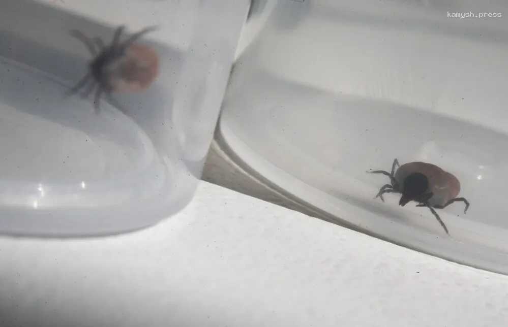 Врач назвала опасную болезнь, которой можно заразиться от укуса клеща