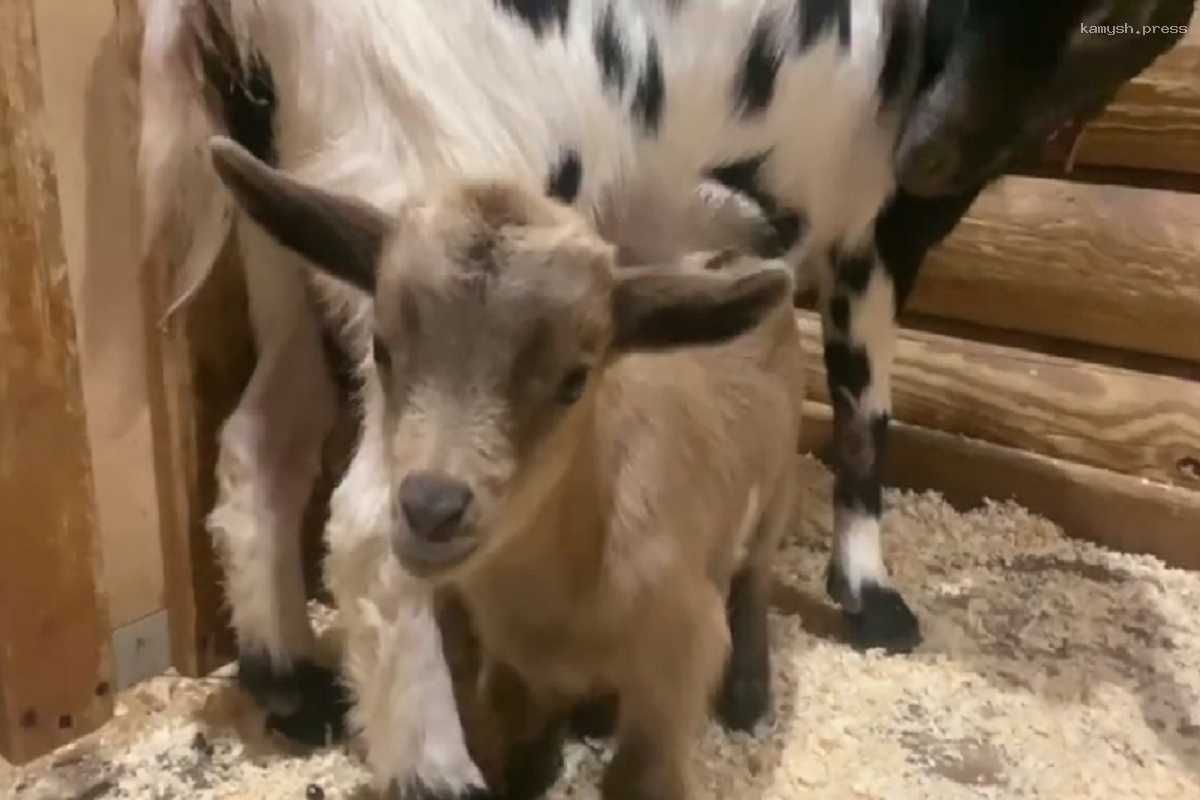 В Ленинградском зоопарке на свет появились пять камерунских козлят