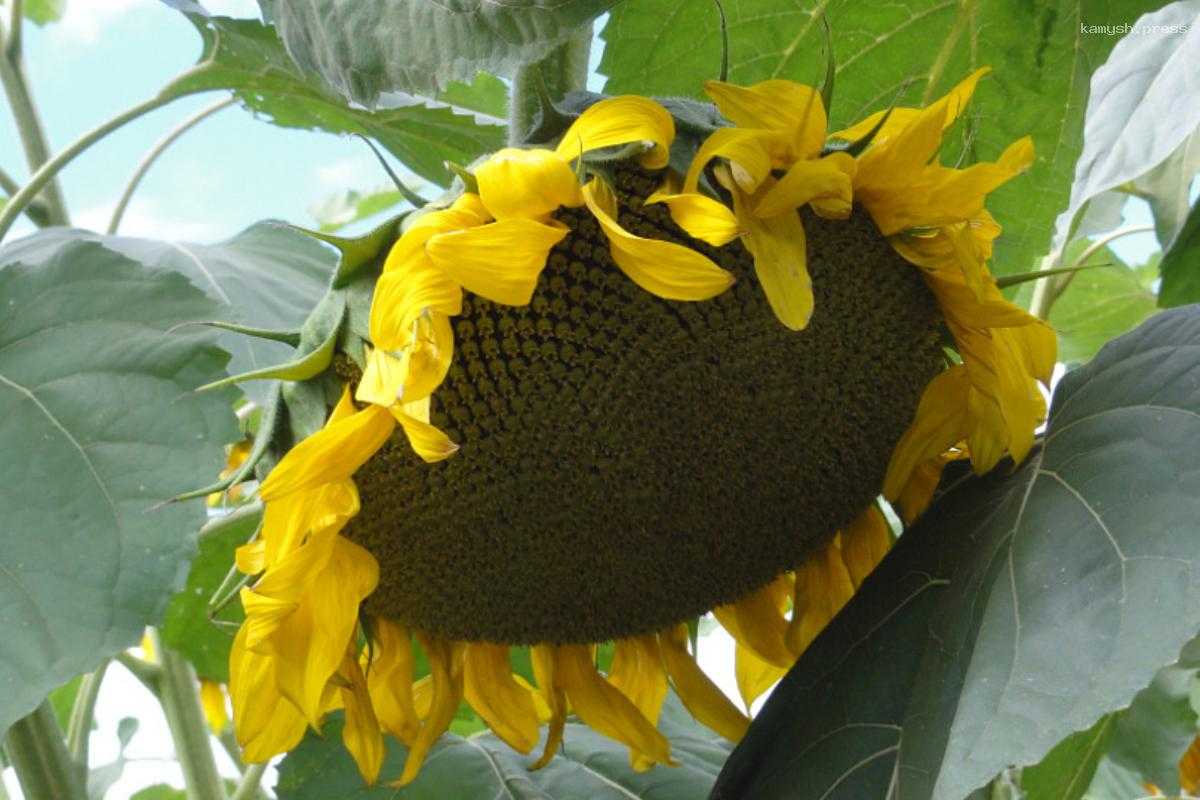 Алтайский «Макс» признан селекционным достижением России