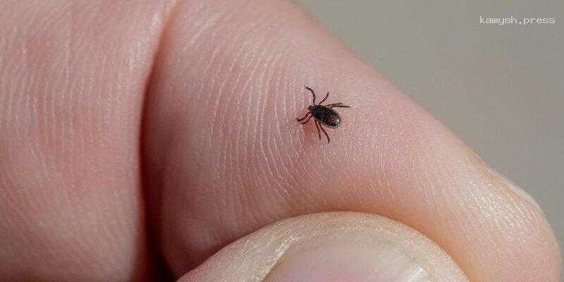 В Новосибирской области свыше 800 человек подверглись нападению клещей с начала эпидемического сезона