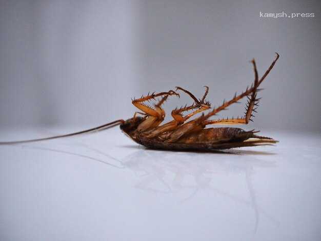 В Нижегородскую школу придет проверка после инцидента в столовой