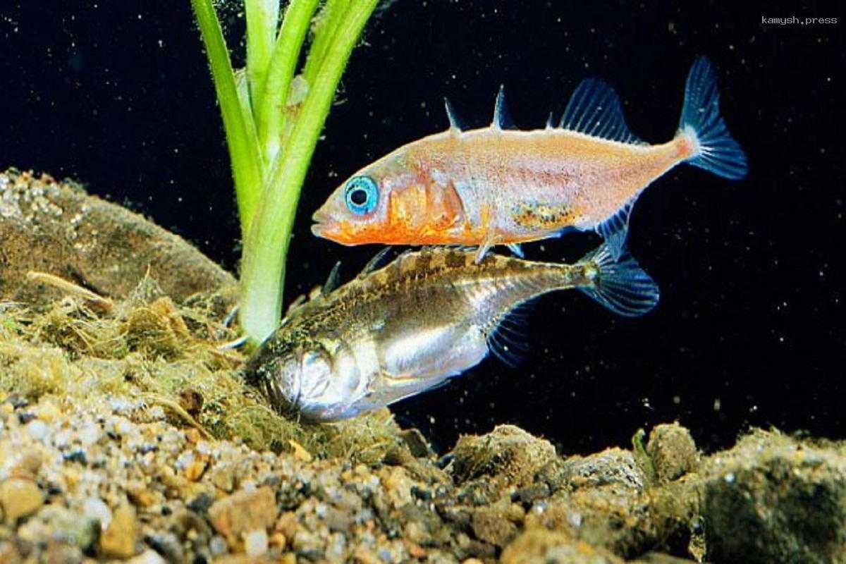 Ученые выявили уникальную способность колюшек адаптироваться к изменениям климата