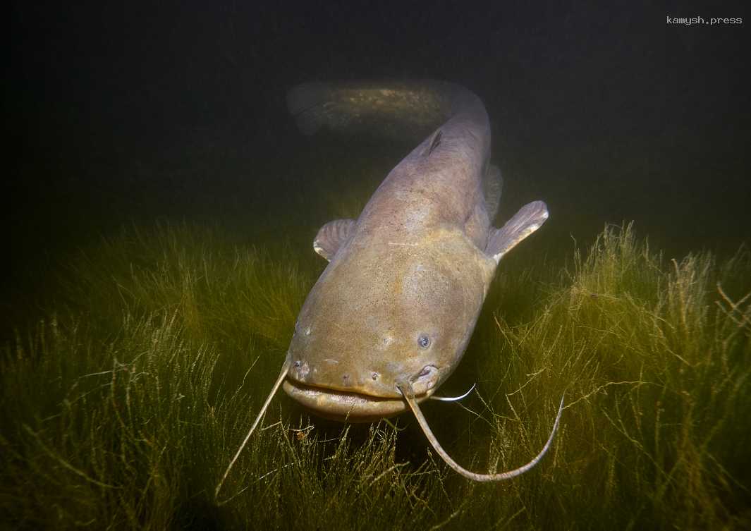 Астраханский ученый рассказал об интересном мифе про сомов