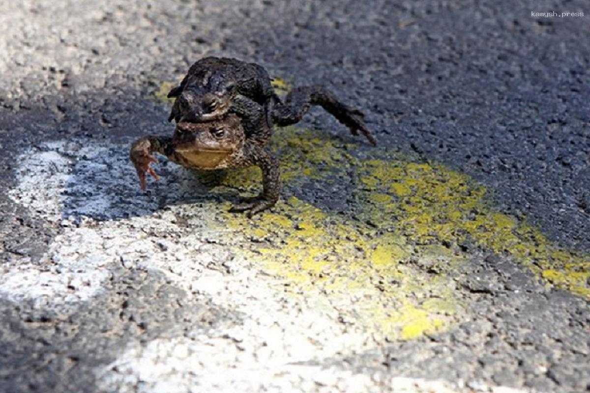 В Санкт-Петербурге жабам в брачной миграции помогут волонтеры