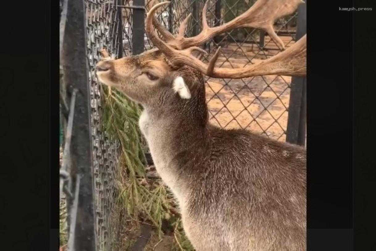 Самец европейской лани Мартин поселился в Ленинградском зоопарке