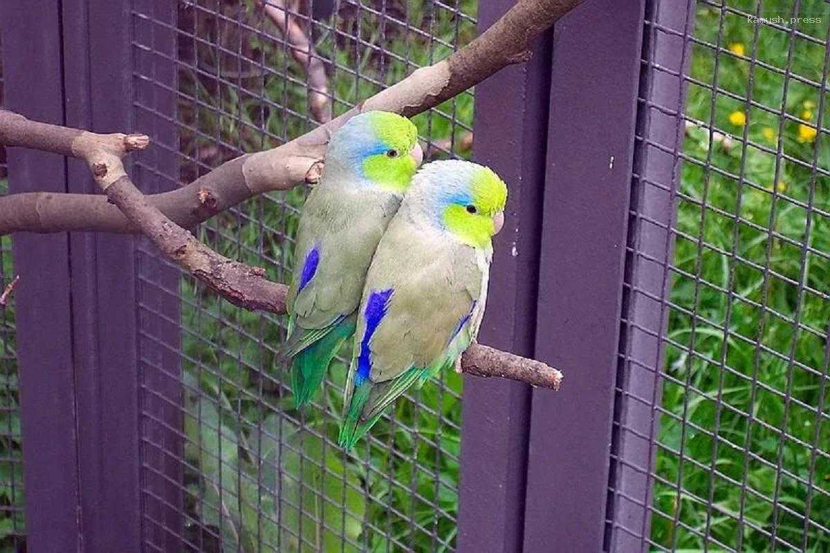 Американские биологи узнали причину, по которой попугаи убивают и усыновляют чужих птенцов