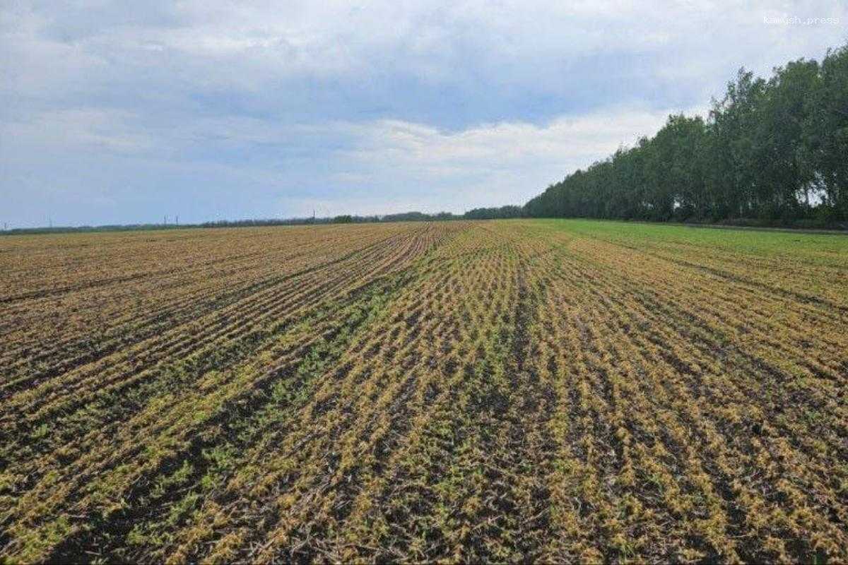 Тамбовские поля серьезно пострадали от заморозков