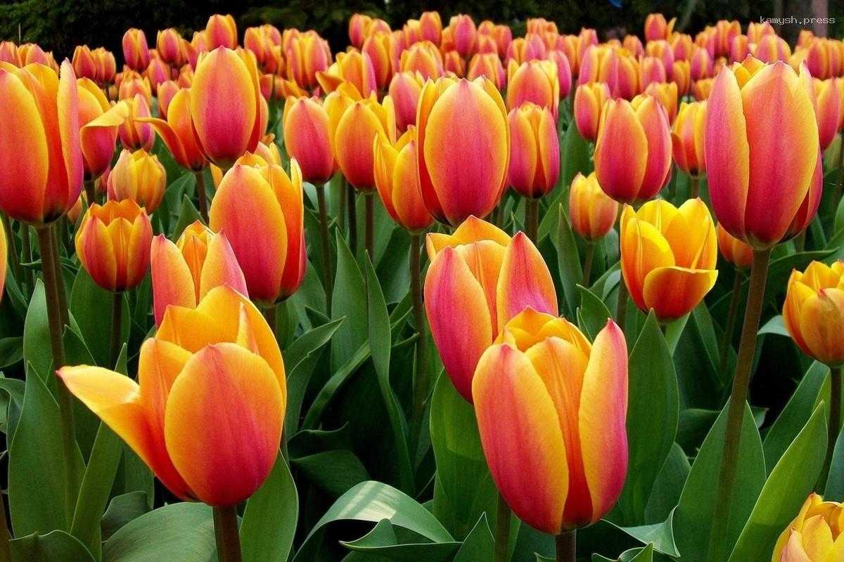 В приморском Артеме готовятся к сезону озеленения