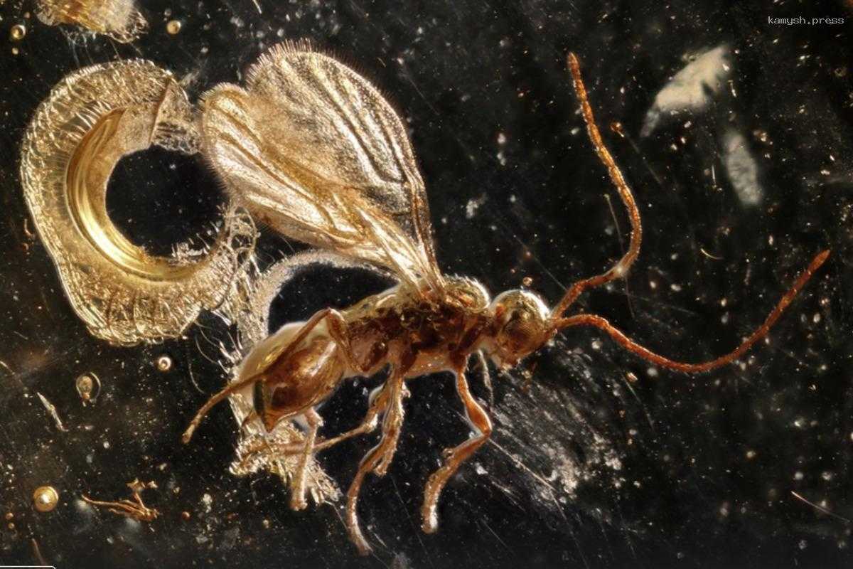 Коллекционер обнаружил в куске янтаря осу возрастом 100 млн лет