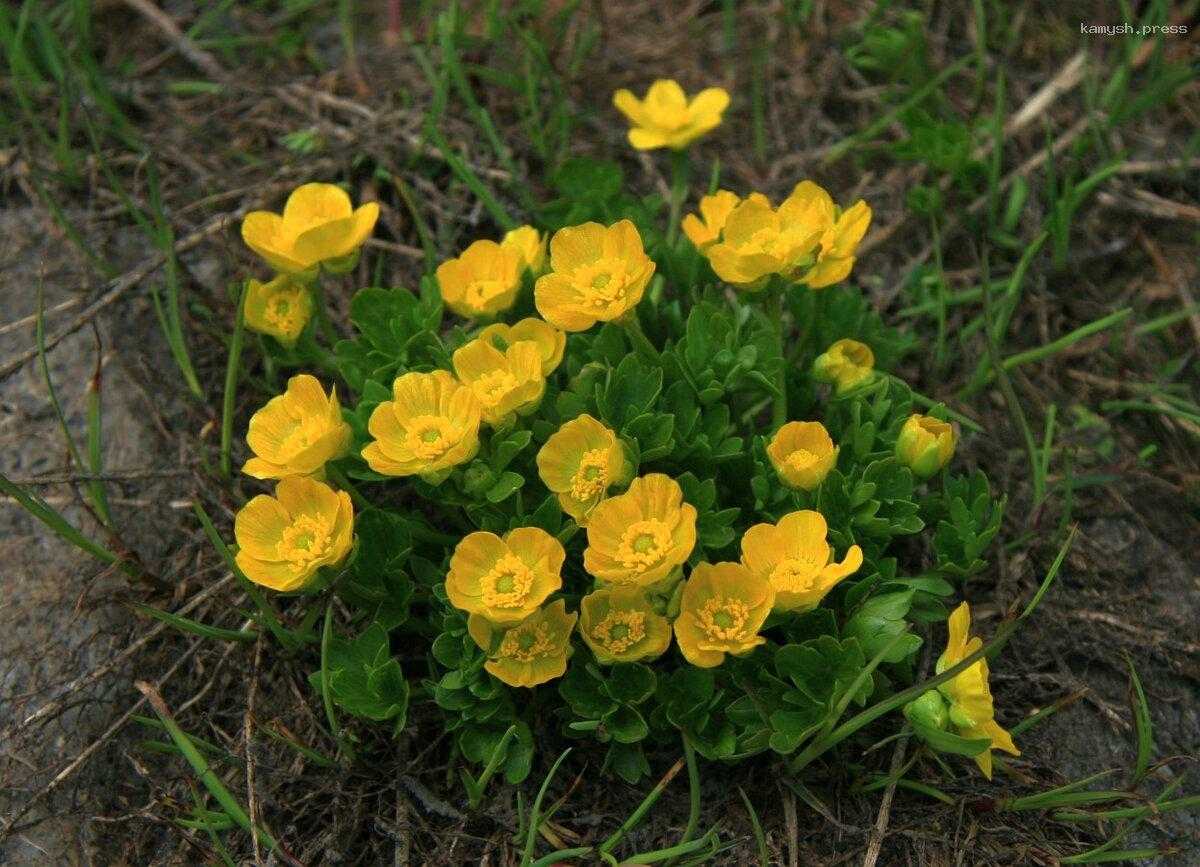 Томские биологи открыли новый вид лютика