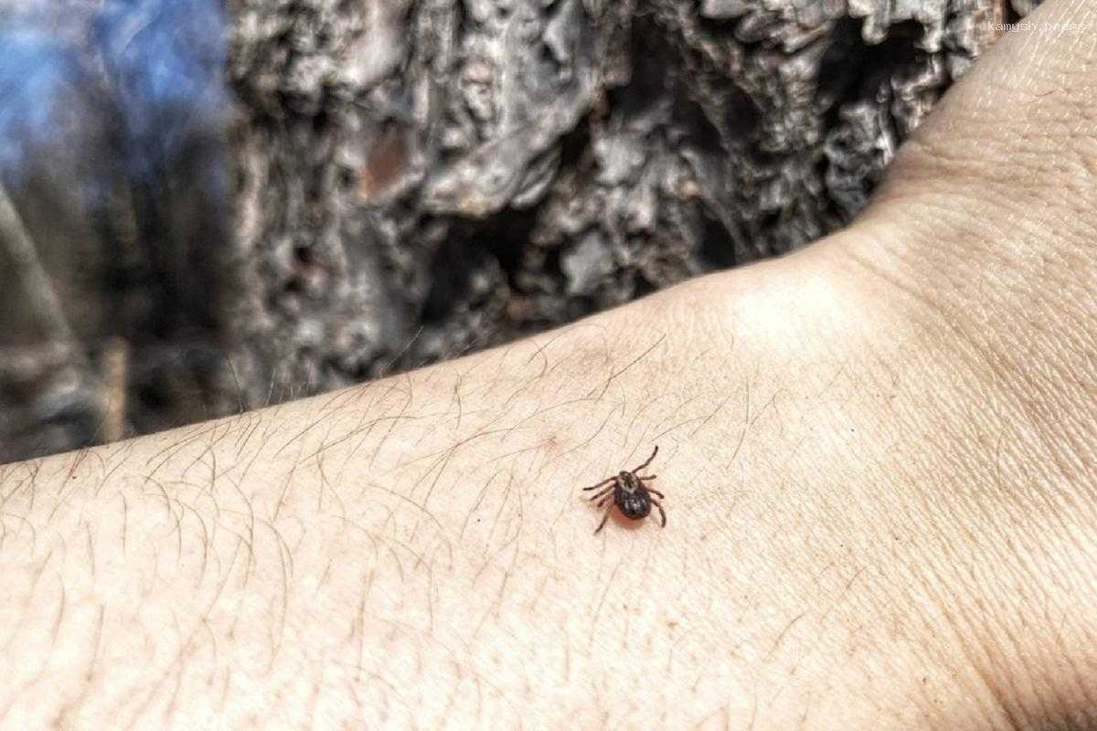 Жителей Карелии предупредили о пробудившихся из спячки клещах