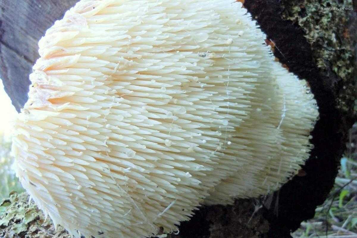 Эксперт прокомментировал предложение компании, специализирующейся на культивировании съедобных грибов