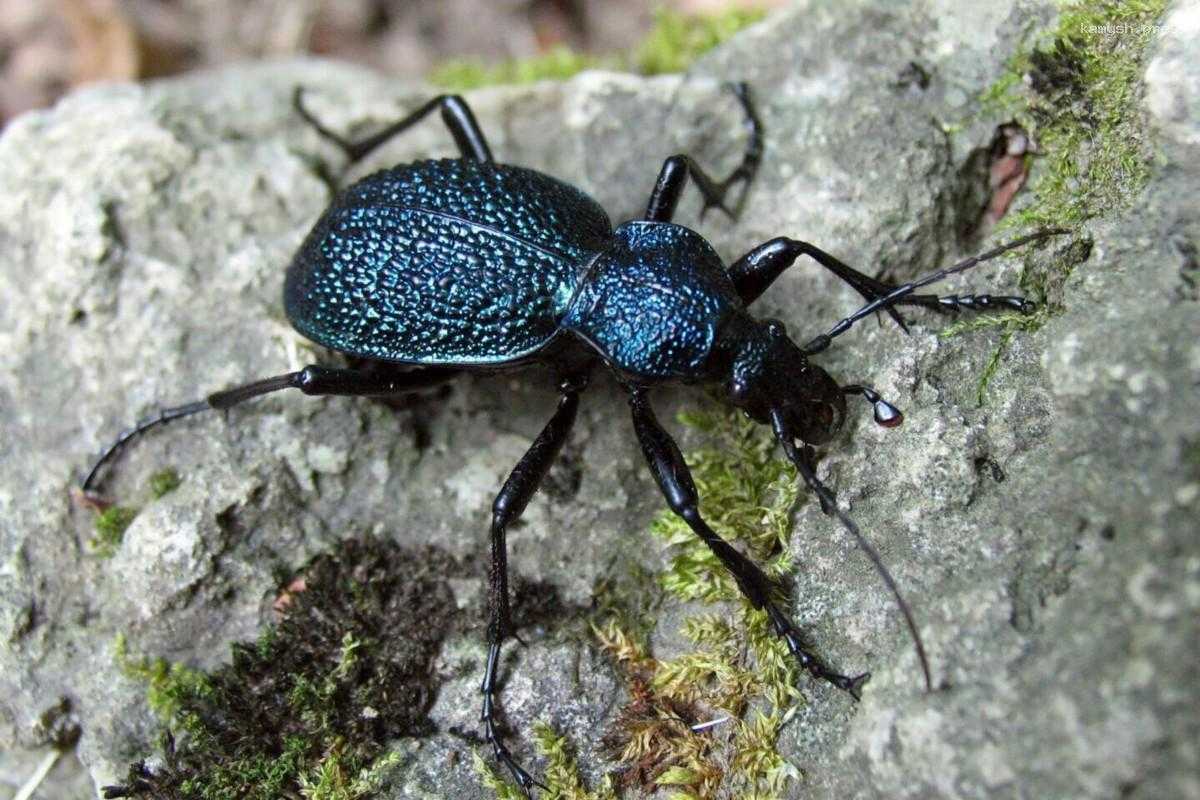 Ученые бьют тревогу из-за ситуации с редкими крымскими животными