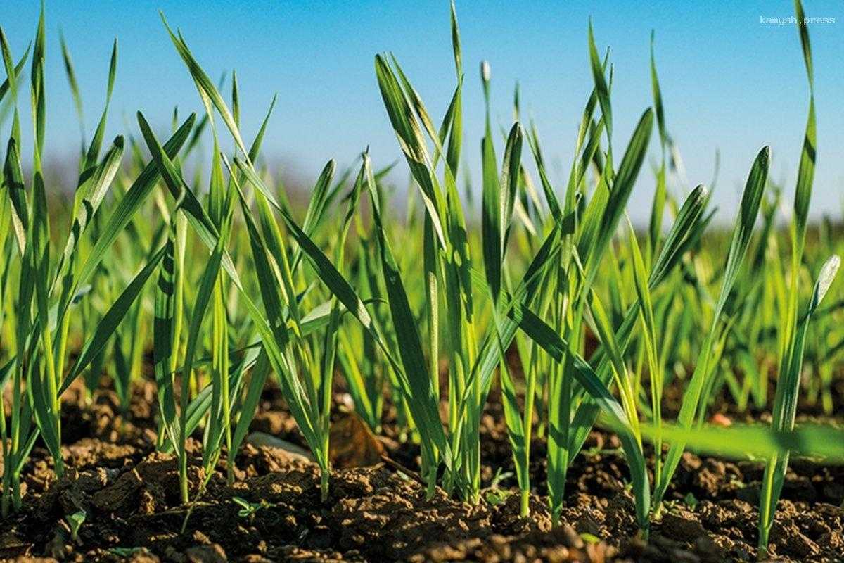 В Краснодарском крае заморозки не нанесли большого вреда посевам