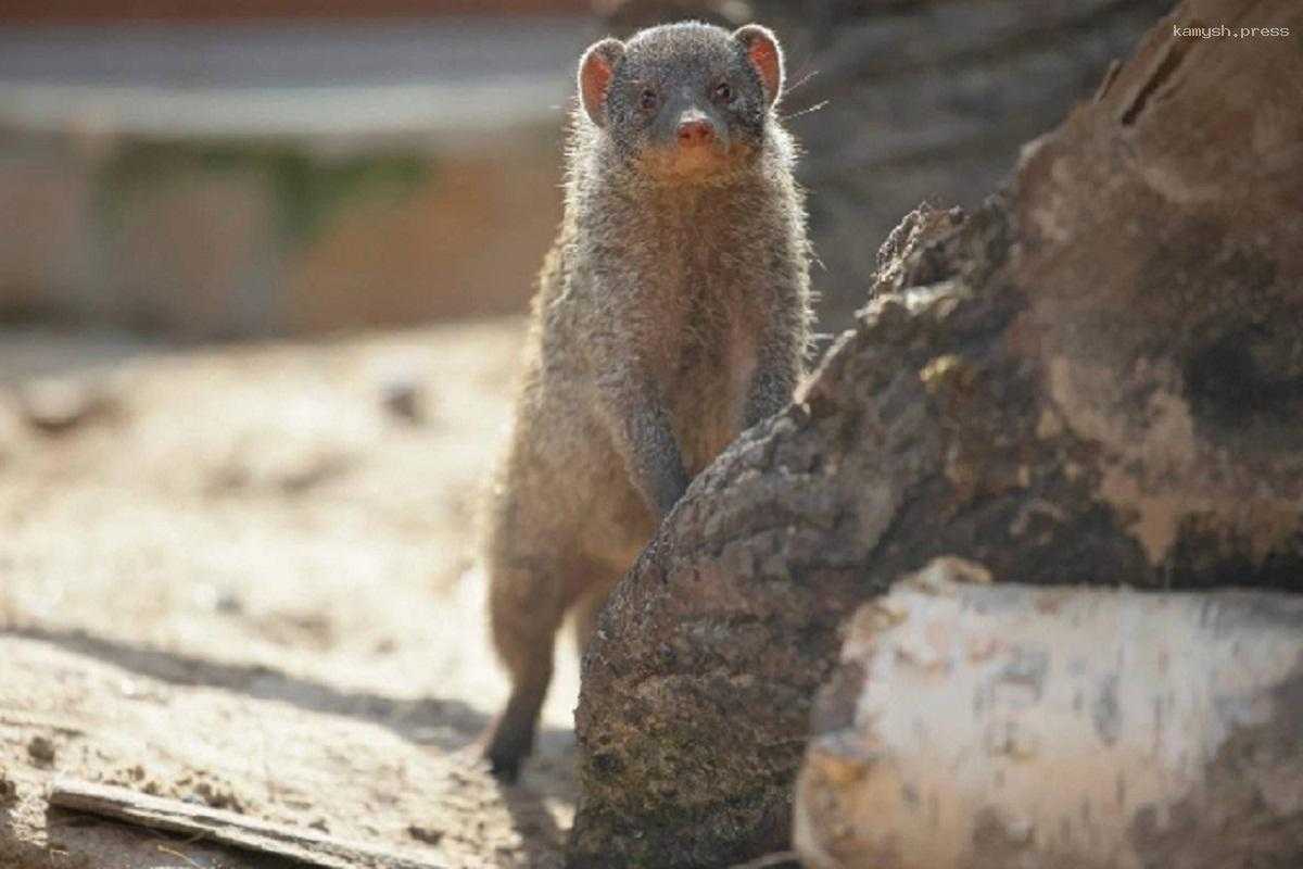 Мангусты из Ленинградского зоопарка начали выходить на прогулку на улицу