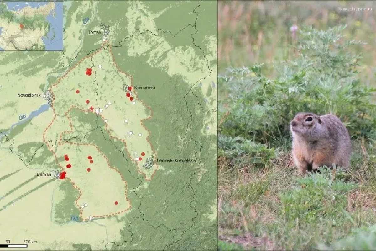 Красноярские ученые открыли новый вид сусликов