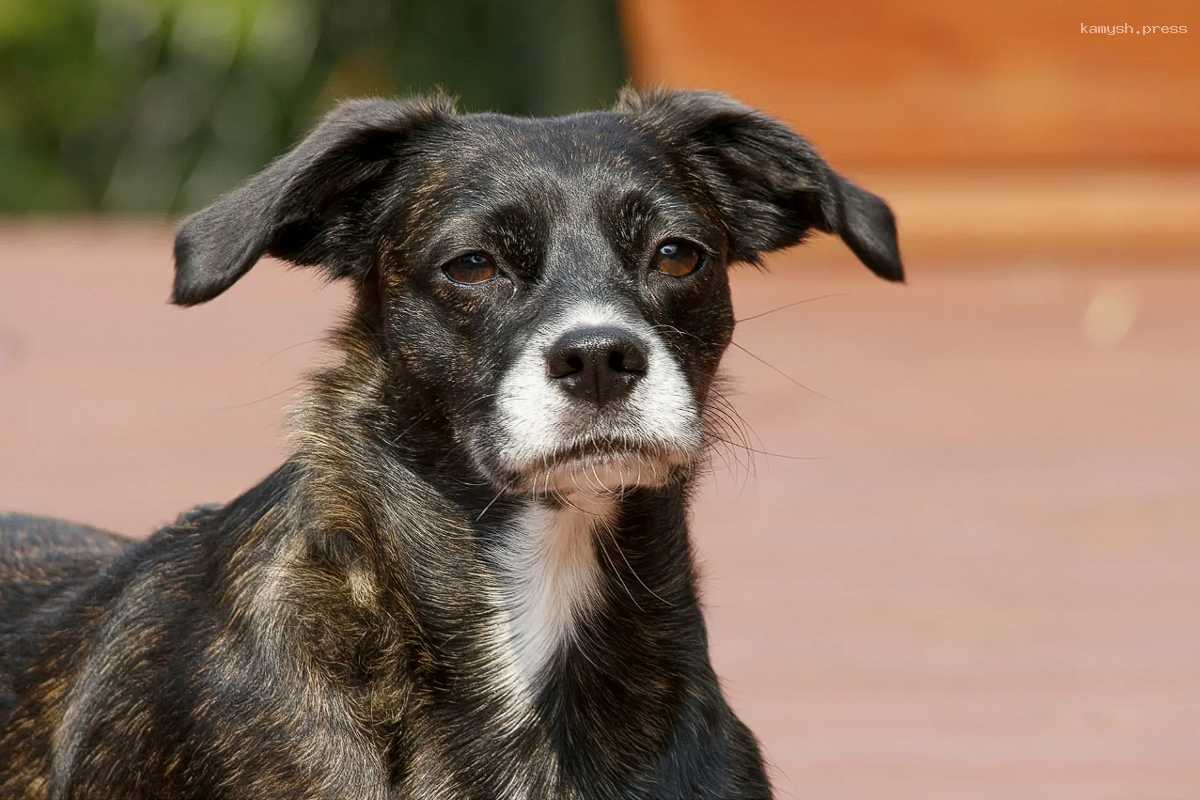 В Черкесске спустя месяц все же завели дело на живодера, расправившегося с собакой топором