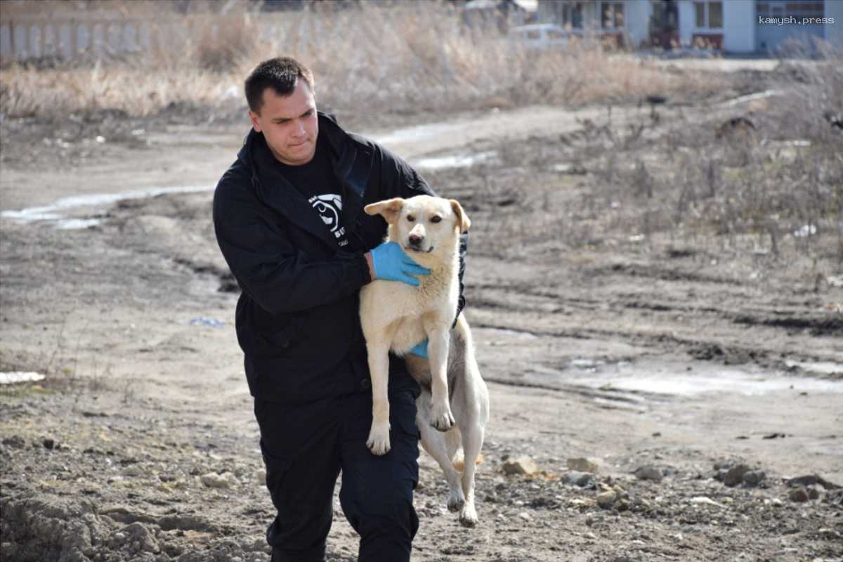 В администрации Сердобска рассказали, кто занимается бродячими животными