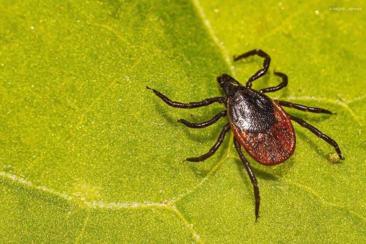 Первые случаи обращения из-за укусов клещей зарегистрированы в Саратовской области