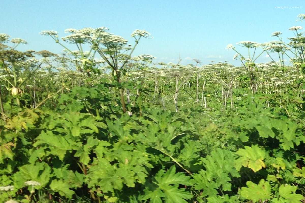 В Вологодской области начнут штрафовать за борщевик на земельном участке