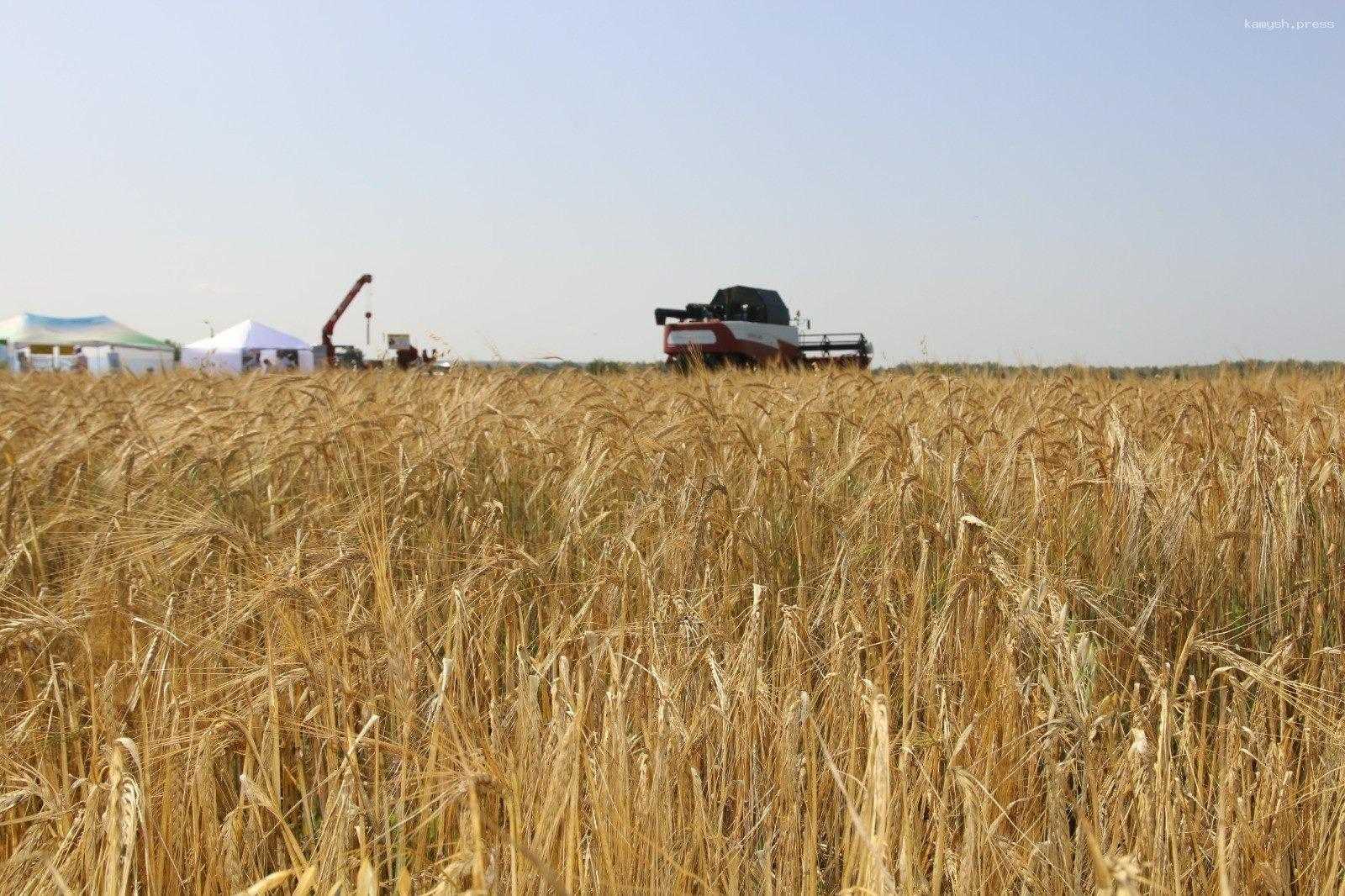 Без башкирского зерна не могут обойтись ни в Европе, ни в Азии