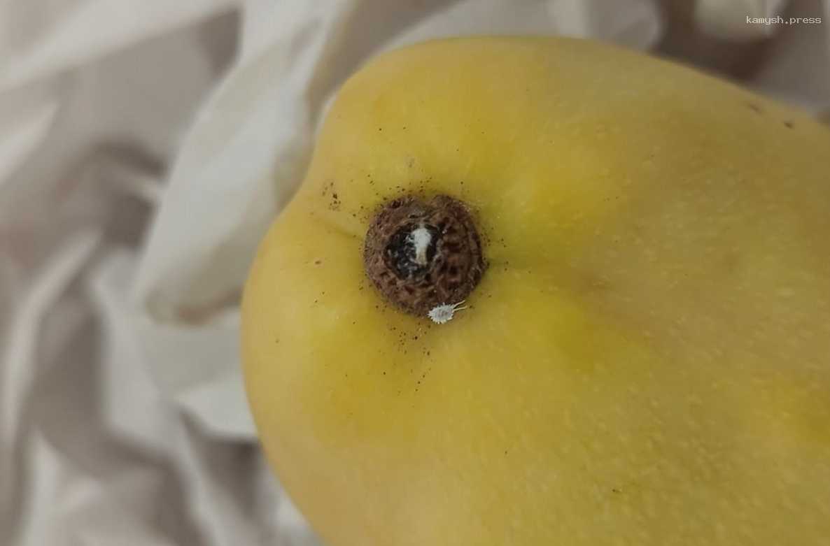 В Красноярск привезли почти 12 тонн зараженных вредителем манго