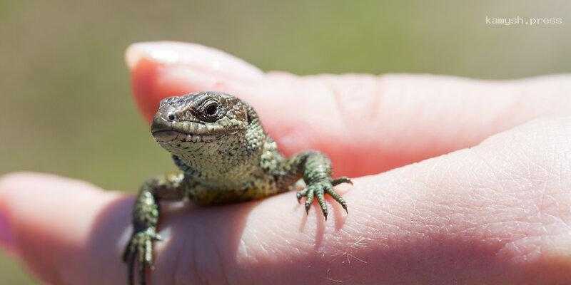 Биолог Яновский рассказал жителям Новосибирской области, следует ли им бояться ящериц