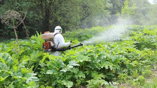 Врач поделилась способами уберечься от ожога борщевиком весной