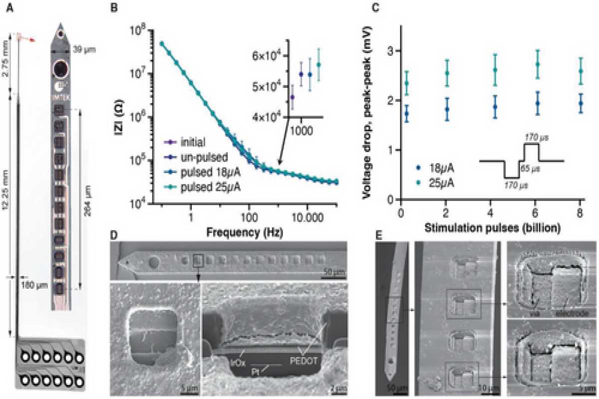 Для восстановления зрения нужны тысячи имплантов размером с нейрон