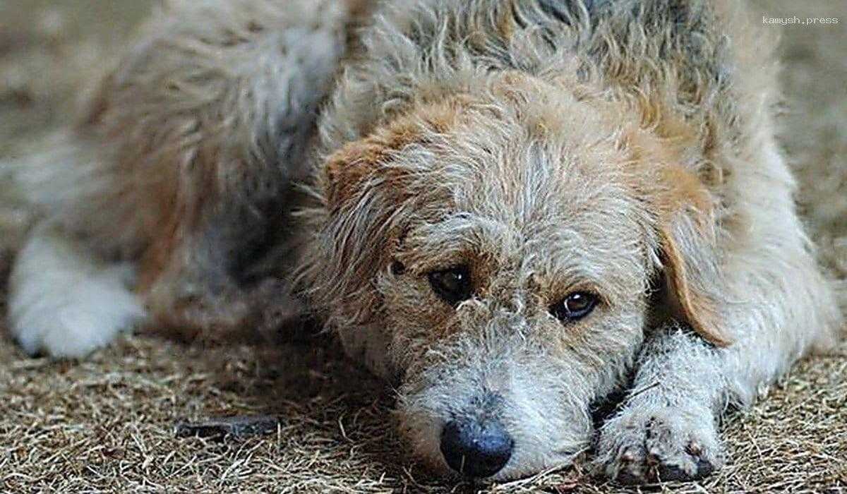 Проведенный опрос показал отношение жителей Новосибирска к вопросу об эвтаназии бездомных животных