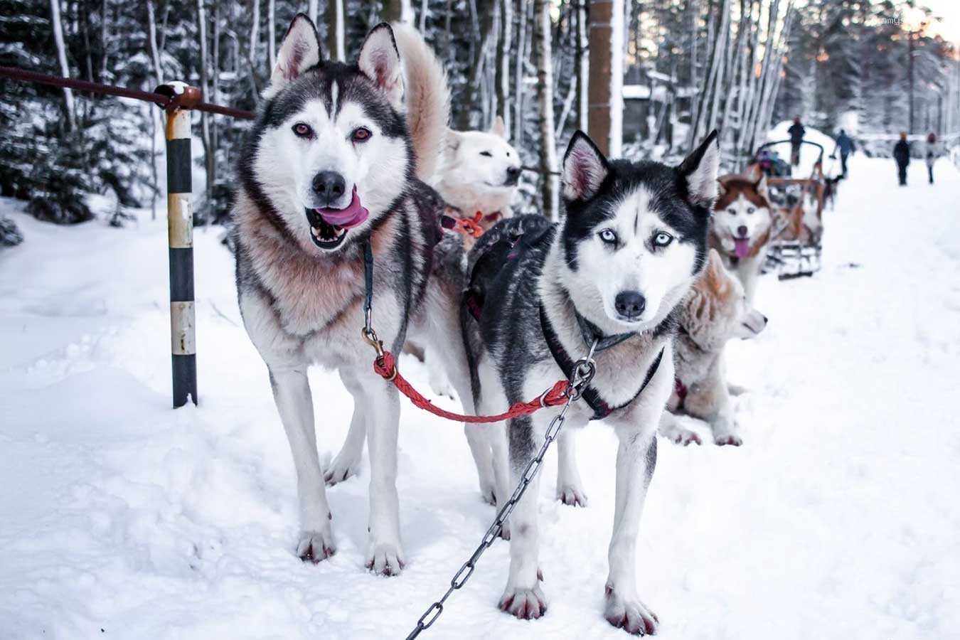 Британия намерена воевать с Россией в Арктике с помощью служебных собак