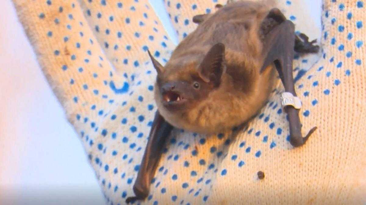 В воронежском парке «Дельфин» горожане традиционно выпустили летучих мышей после зимовки на волю