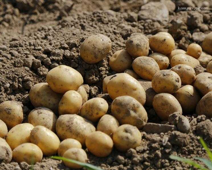 В КГАУ создали дешевое удобрение для повышенной урожайности картофеля