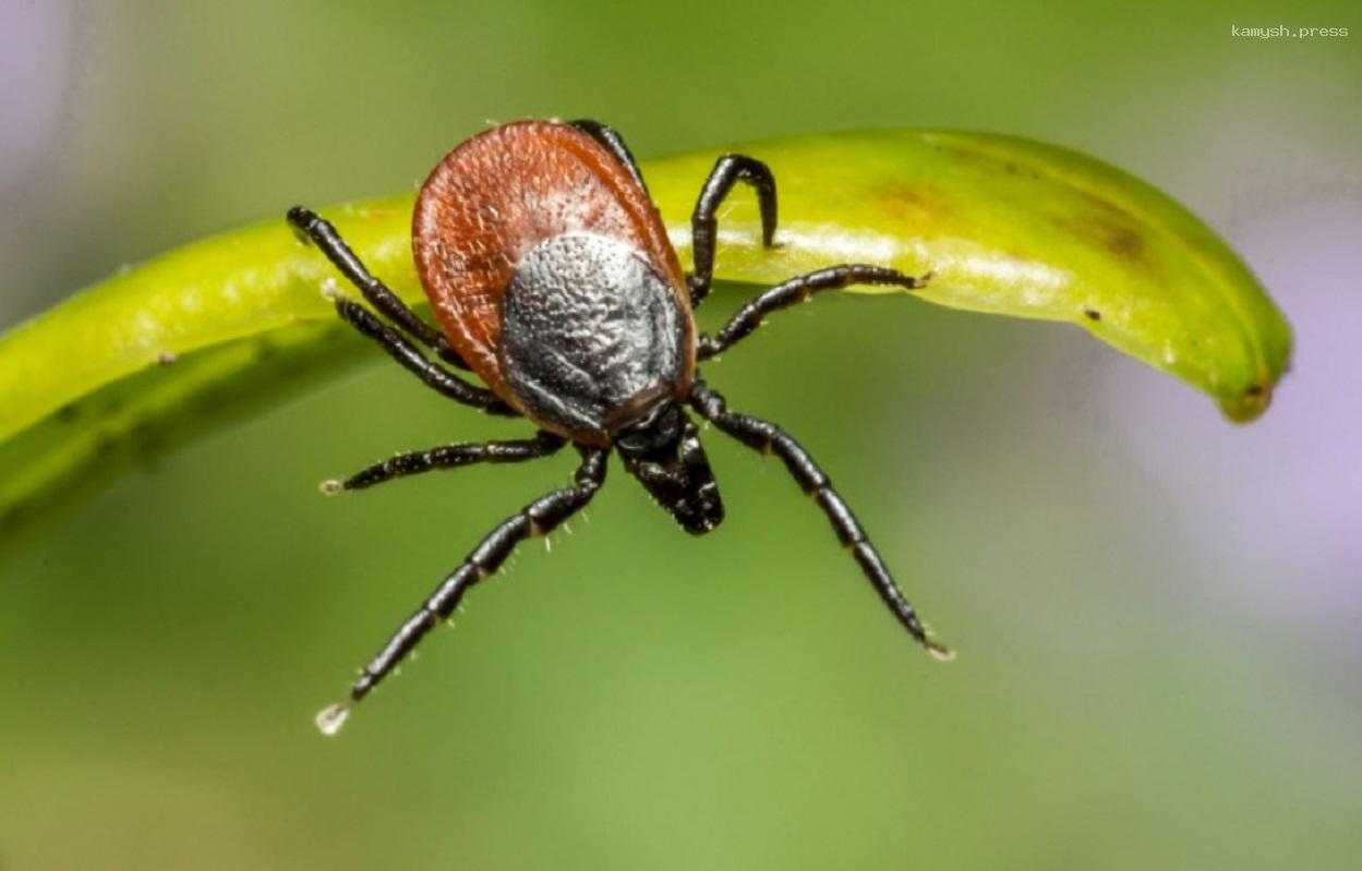 Первые случаи укусов клещей зарегистрированы в Алтайском крае