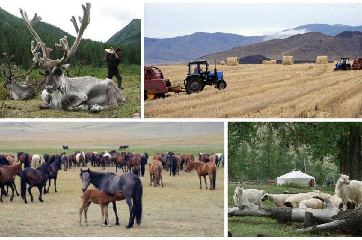 В 2022 году ВРП Тувы вырос на 16,3 млрд рублей, в экономике республики преобладало госуправление