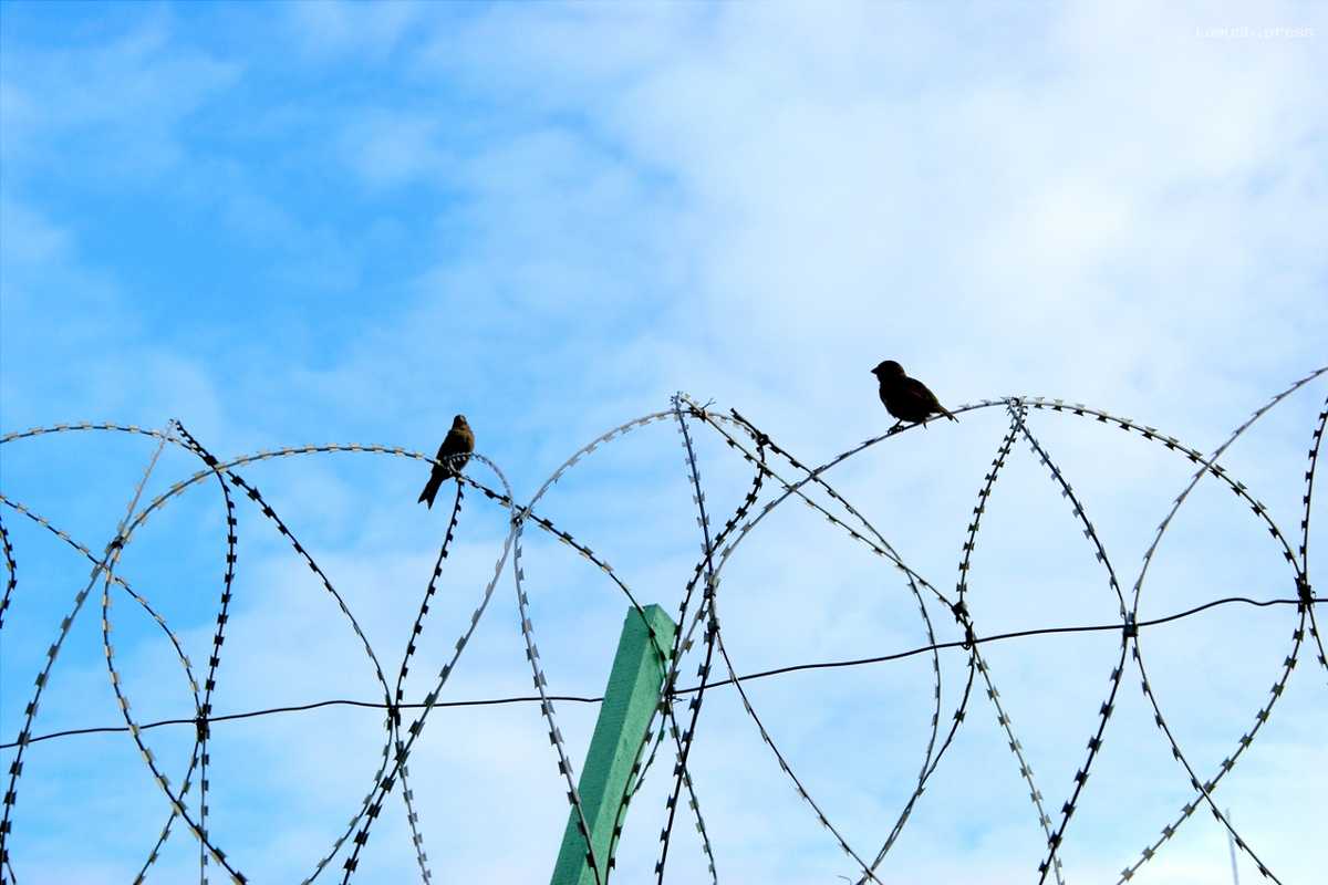 В Архангельской области с начала года за помощью по закону о пробации обратились 85 осужденных