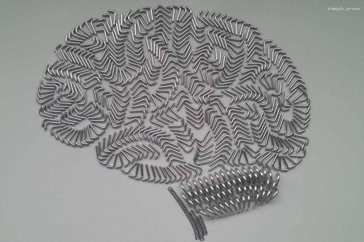 Мыши помогли швейцарским ученым определить способ настройки чувствительности мозга