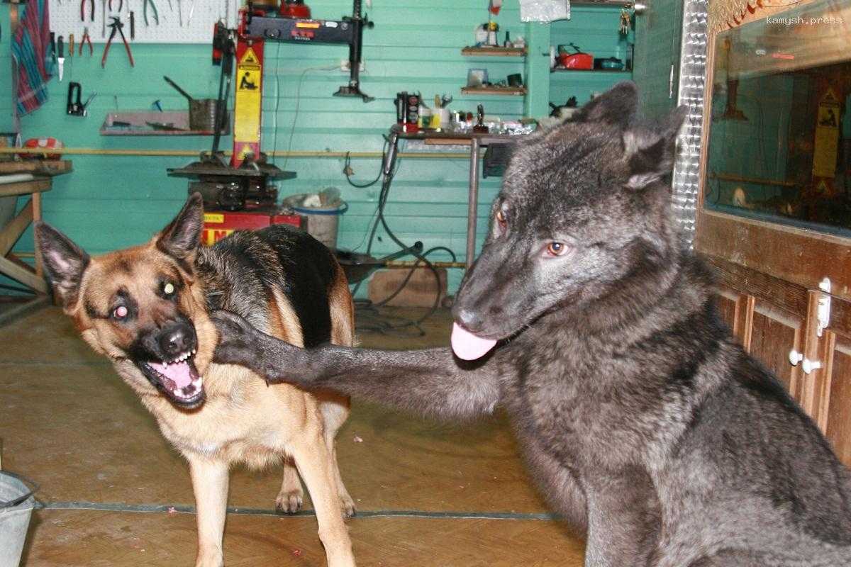 Японские ученые объяснили, почему отличается цвет глаз волков и собак