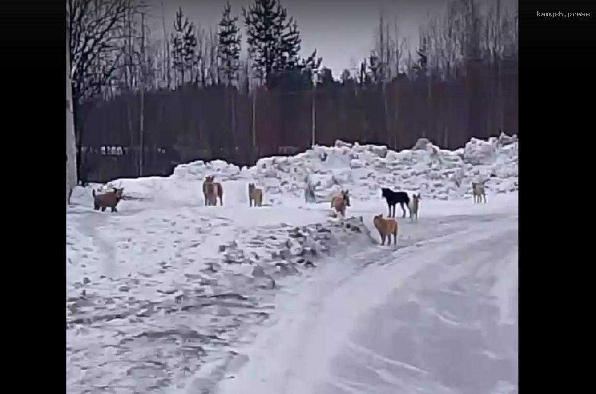 Стая бездомных собак безнаказанно терроризирует Сегежу и чуть не загрызла женщину на прогулке