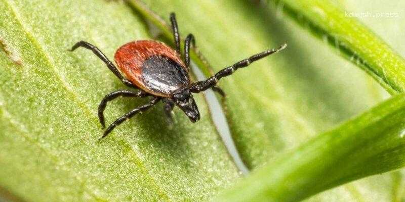 В Свердловской области зарегистрирован первый случай укуса клеща в новом сезоне