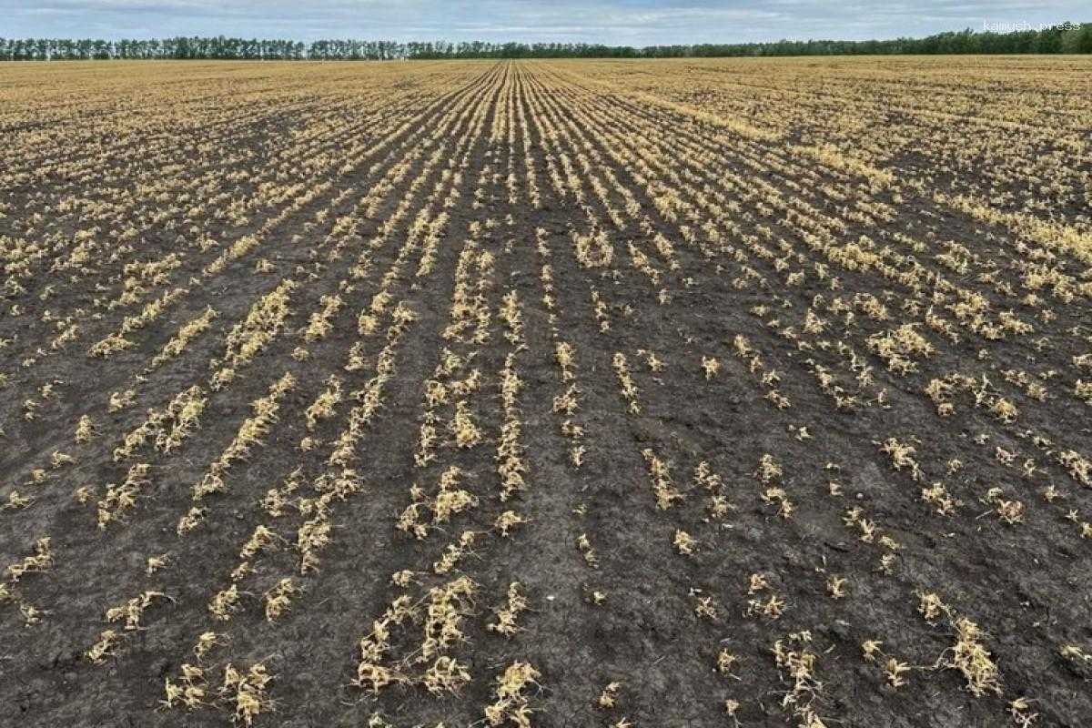 Власти Воронежской области прокомментировали влияние заморозков на продовольственную безопасность региона