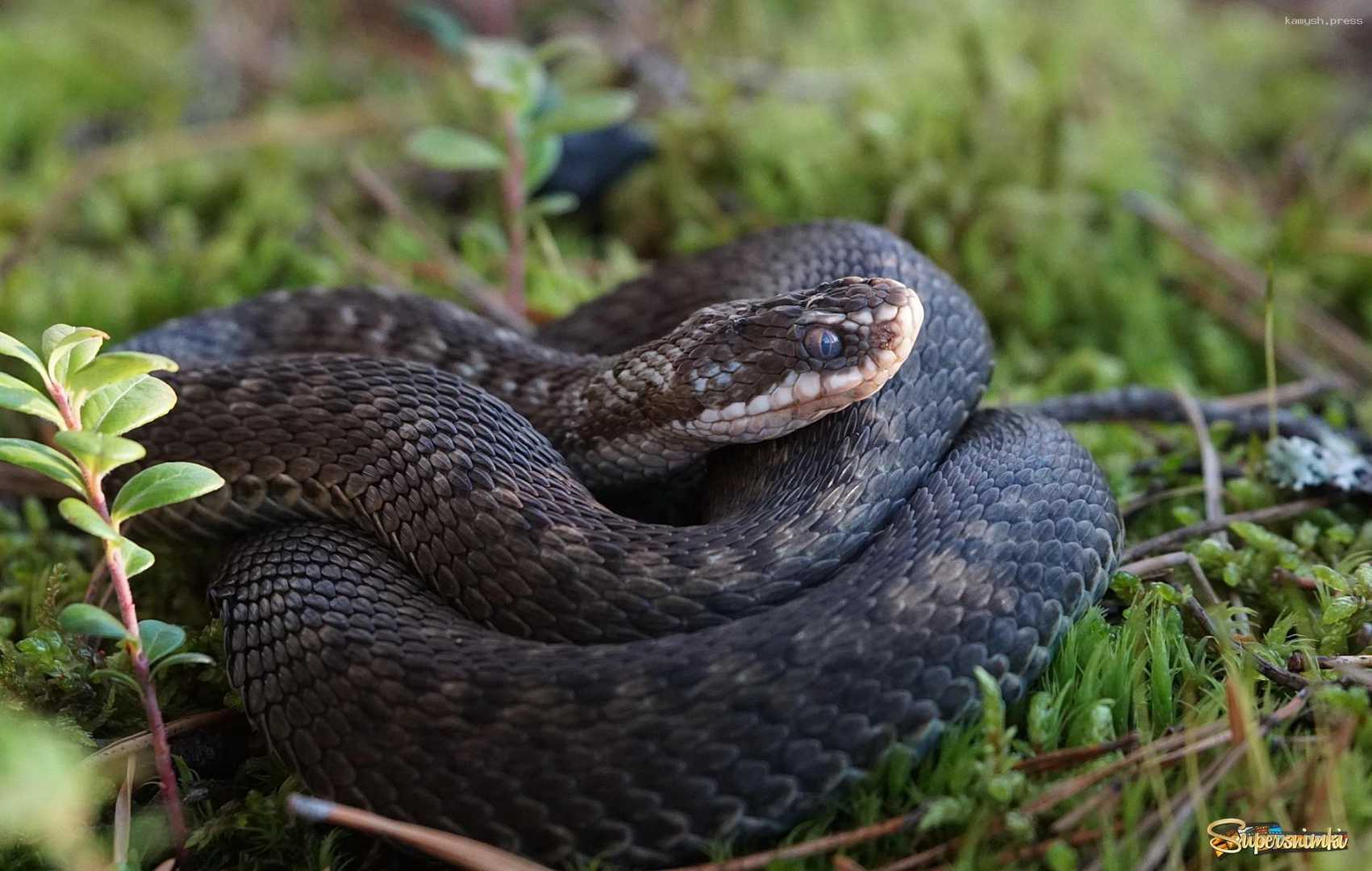 Гадюка была замечена в воронежском мирорайоне Шилово