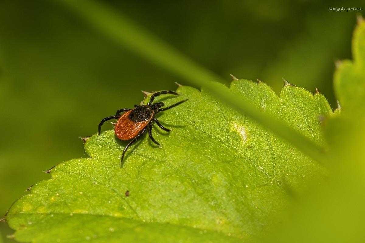 Активность клещей во Владимирской области сильно увеличилась