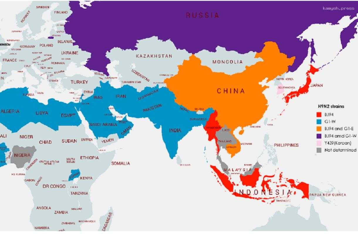 Грипп H9N2 у летучих мышей заражает легкие человека и способен привести к масштабной пандемии