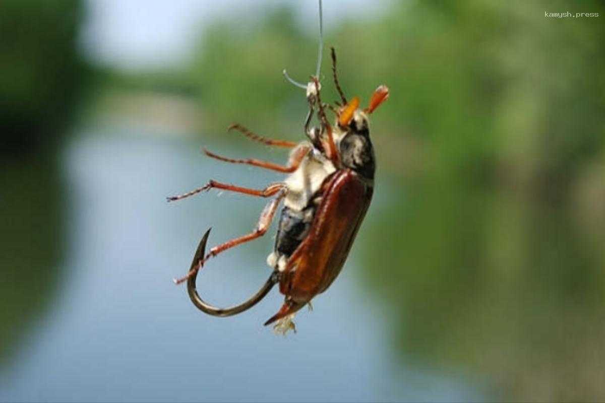 Стало известно, зачем жители Смоленщины активно скупают майских жуков